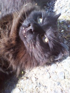 Joejoe